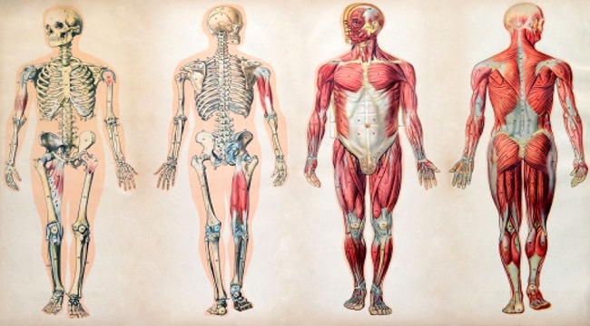 human body encyclopedia britannica