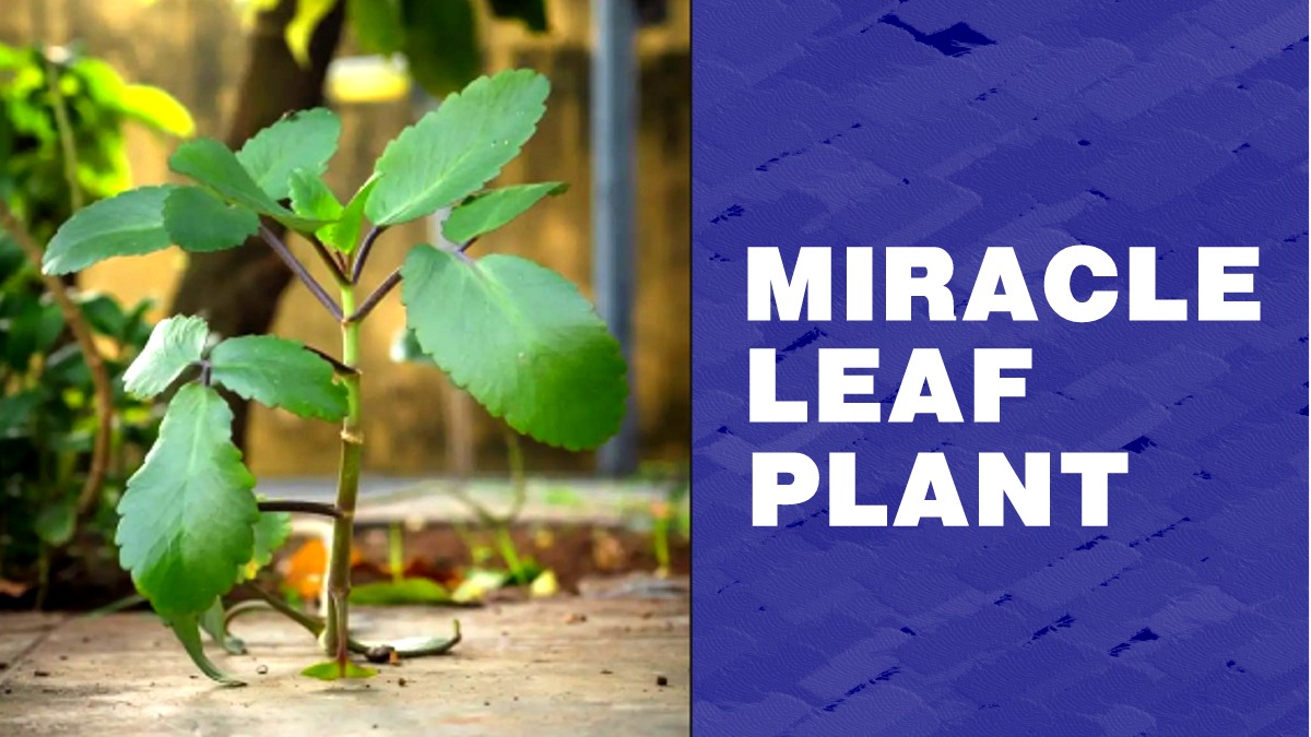 miracle leaf plant