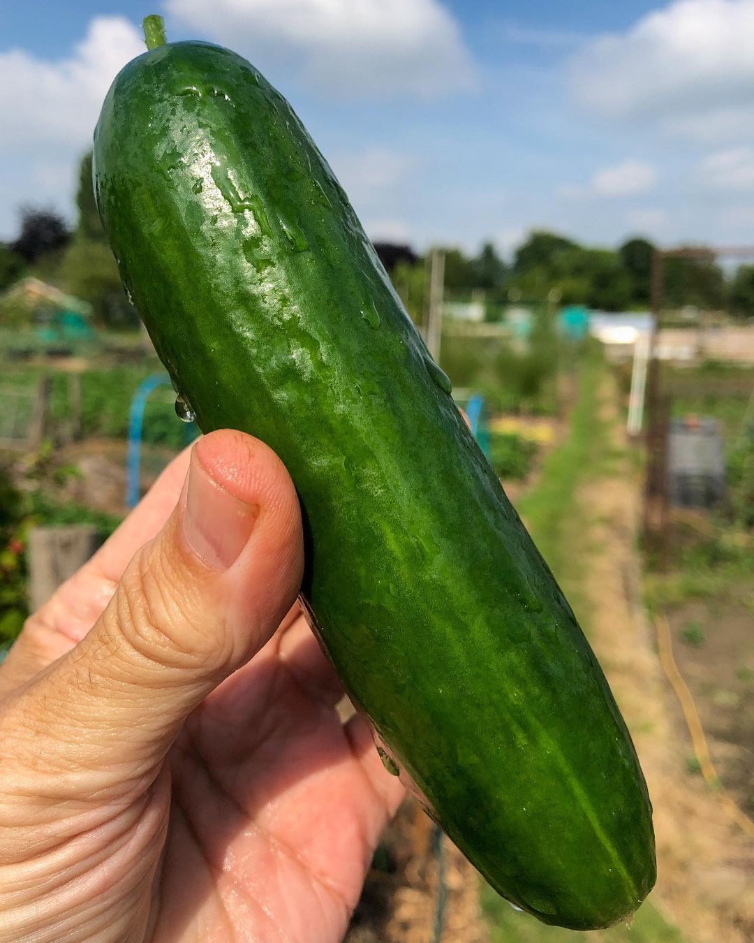 10 Health Benefits Of Cucumber